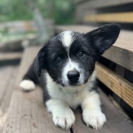 Rosie - Black and white female Cardigan Welsh Corgi puppy in Wekiwa Springs, Florida from It is Corgiland