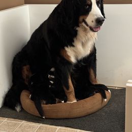 Bernese Mountain Dog Puppies from Cameo