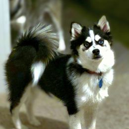 Laverne - Black and white female Pomsky puppy in Orlando, Florida from Way too cute Pomskies