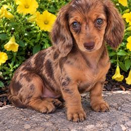 Mika - Dapple female Dachshund puppy in Springfield, Ohio from LUXEYPUPS