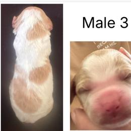 Boy 3 - Orange and white male Brittany puppy in Shinnston, West Virginia from Brookfield Farm Brittanys LLC