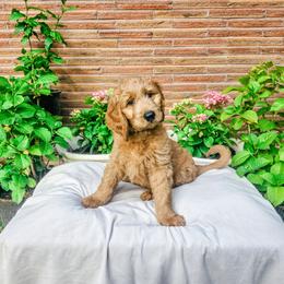 Stevens - Cream male Goldendoodle puppy in Everett, Washington from Big Top Doodles