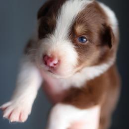 Summit - Red tri-color male Australian Shepherd puppy in Georgetown, Texas from River Reign Australian Shepherds