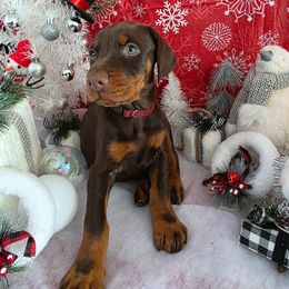 Maroon - Red and rust female Doberman Pinscher puppy in Anderson, Indiana from Legendary Kennels