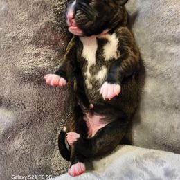 Boxer Puppies from Winchester Boxers