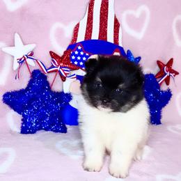 Black Parti boy with tan - Tri-colored male Pomeranian puppy in Princeton, New Jersey from PureLove Poms.