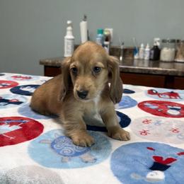 Brooks - Cream male Dachshund puppy in New Albany, Mississippi from Double A. Doxies