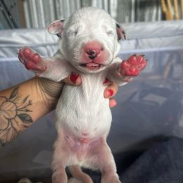 Red Boy - White and black male Dalmatian puppy in Lakeland, Florida from Ink Spot Canines