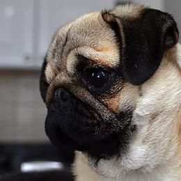 Pugs from Siena Rose Pugs