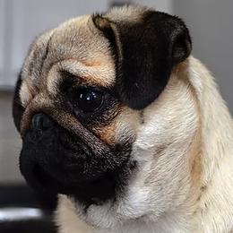 Pugs from Siena Rose Pugs