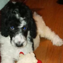 Poodle Puppies from Reeves Family Standard Poodles