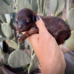 Tinsel - Sable female Poodle puppy in Paradise, Texas from B4 Toy Schnauzers and Poodles