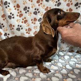 Eek - Dachshund