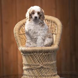 Poodle Puppies from Cityscape Moyen Poodles