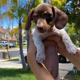 Pluto - Piebald male Dachshund puppy in Moreno Valley, California from rdachshunds