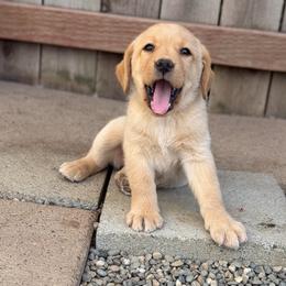 Red Collar - Yellow female Labrador Retriever puppy in Somerset, California from Cantina Labs and Cavs