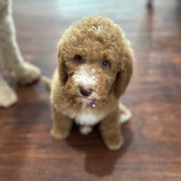 Goldendoodles from Alyssa Xxweetdoodles