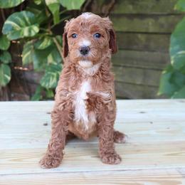 Lovie (Yellow Collar) - Cream female Goldendoodle puppy in Palmetto Bay, Florida from SOMIDOODLES