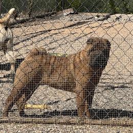 Mariah - Red female Chinese Shar-Pei puppy in Phoenix, Arizona from Center Stage Shar-pei