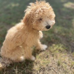 Walter - Apricot Maltipoo puppy in Weatherford, Texas from Aprishew Maltipoo