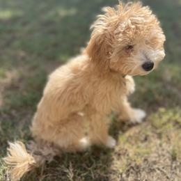 Walter - Apricot Maltipoo puppy in Weatherford, Texas from Aprishew Maltipoo