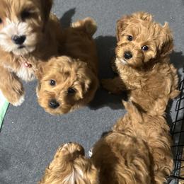 Bernedoodle, Cavapoo, Goldendoodle, Miniature Schnauzer, and Poodle Puppies from Alyssa Xxweetdoodles