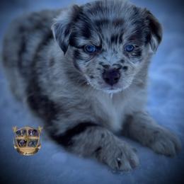 Georgia - Red merle female Australian Shepherd puppy in El Dorado Springs, Missouri from HP Aussie Kennels