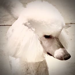 Poodle Puppies from Acqua Standard Poodles