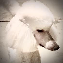 Poodle Puppies from Acqua Standard Poodles
