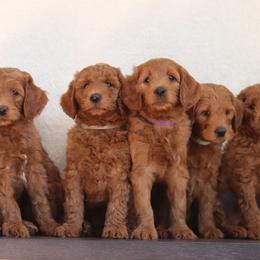 Goldendoodle and Poodle Puppies from GoldendoodlePaw