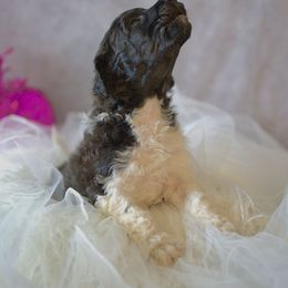 Teffy - Parti Poodle puppy in Ephrata, Washington from NCR Ranch