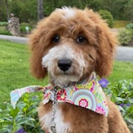 Goldendoodles from Stellar Doodles