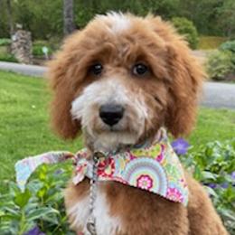 Goldendoodles from Stellar Doodles