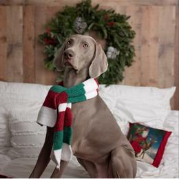 Weimaraner Puppies from Freehart's Weimaraners
