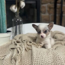 Picasso - Blue merle and white male American Corgi puppy in Paradise, Texas from Bar S Corgis