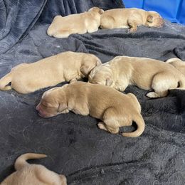 Cocker Spaniel, Goldendoodle, and Golden Retriever Puppies from MyKy Puppies