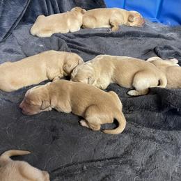 Cocker Spaniel, Goldendoodle, and Golden Retriever Puppies from MyKy Puppies