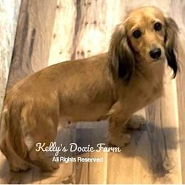Roxy - Dachshund