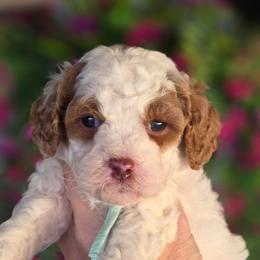 Corduroy - Parti male Goldendoodle puppy in Vernon, Texas from Sugarland's Texas Goldendoodles