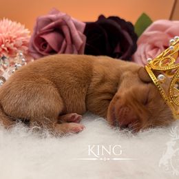 King - Red male Dachshund puppy in Nampa, Idaho from 208 Dox Dynasty