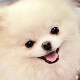 Sailor - Pomeranian