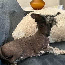Alice - Chinese Crested
