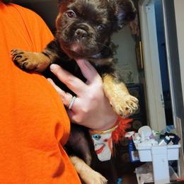 Selena - Black and tan female Pekingese puppy in Winter Haven, Florida from Polk County Peekapoos