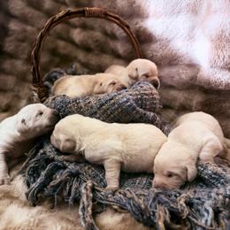 Arrow - Yellow male Labrador Retriever puppy in Sweet Home, Oregon from Knotty Creek Labradors