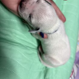Navy collar boy - White and black male Dalmatian puppy in Wilson, North Carolina from New Horizonz Dalmatians