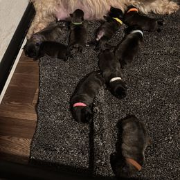 Green Girl - Blue brindle female Glen of Imaal Terrier puppy in Homestead, Pennsylvania from Galore Glens