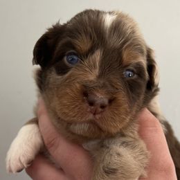 Girl 2 - Australian Shepherd puppy in Patoka, Indiana from Monica's Aussies