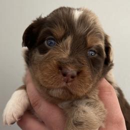 Girl 2 - Australian Shepherd puppy in Patoka, Indiana from Monica's Aussies