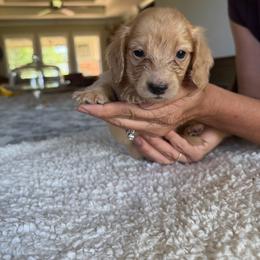 Margret - Cream female Dachshund puppy in Molino, Florida from Dooney's Dachshunds