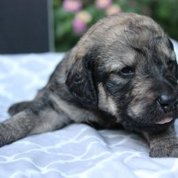 Labradoodle Puppies from Tiny Tally Tails